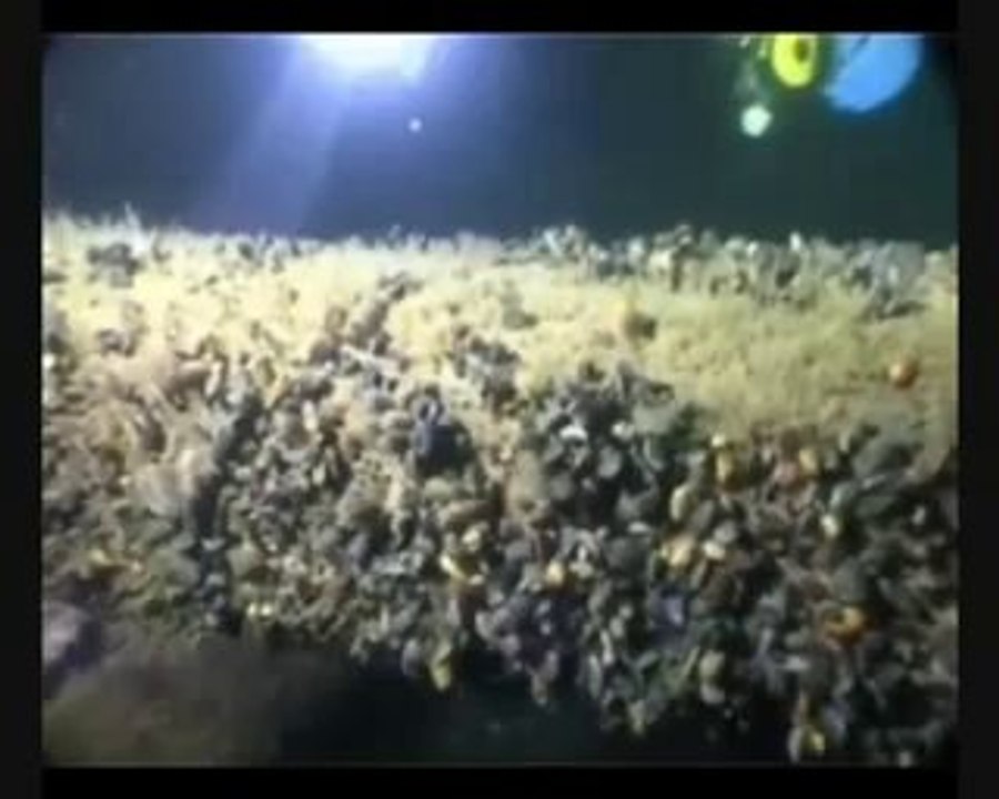 Centrum Nurkowe Tomasz , Yvette i Dawid Dobroczek Sklep Nurkowy PADI w Gdańsku Żaglowiec