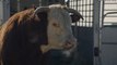 Chevrolet 2014 Super Bowl Romance Cow Ad May Gross You Out - NFL Big Game XLVIII