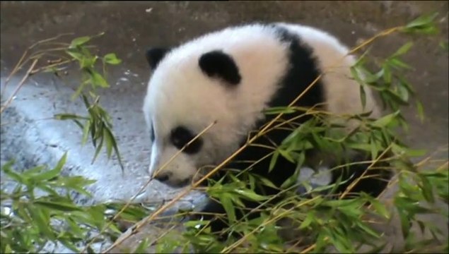 Los primeros pasos de un bebé panda