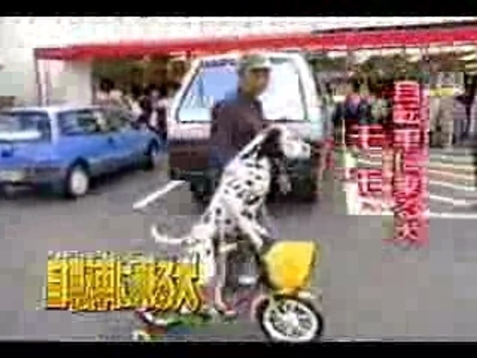 chien qui fait du vélo
