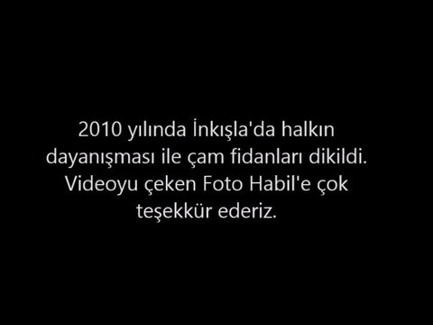 2010 Çam Dikimi