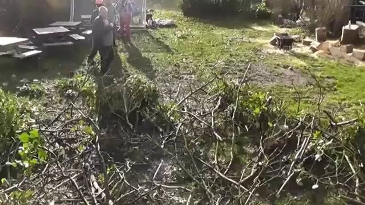 Squirrels Make Daring Jump From Falling Tree