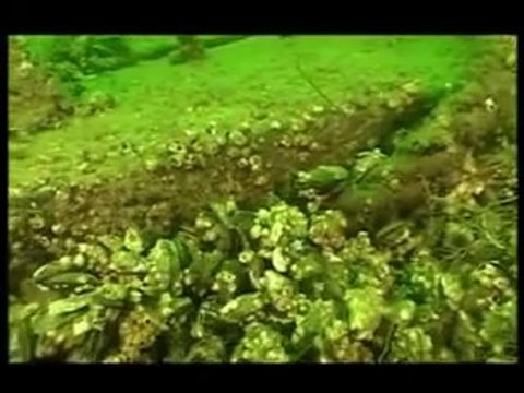 Kursy Nurkowania , Nauka Nurkowania , Centrum Nurkowe w Gdańsku - Kaszubski Brzeg