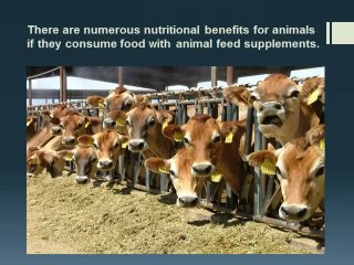 Animal feeds for good animal health