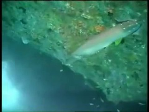 Kursy Nurkowania , Nauka Nurkowania , Centrum Nurkowe w Gdańsku Rekiny cz 3