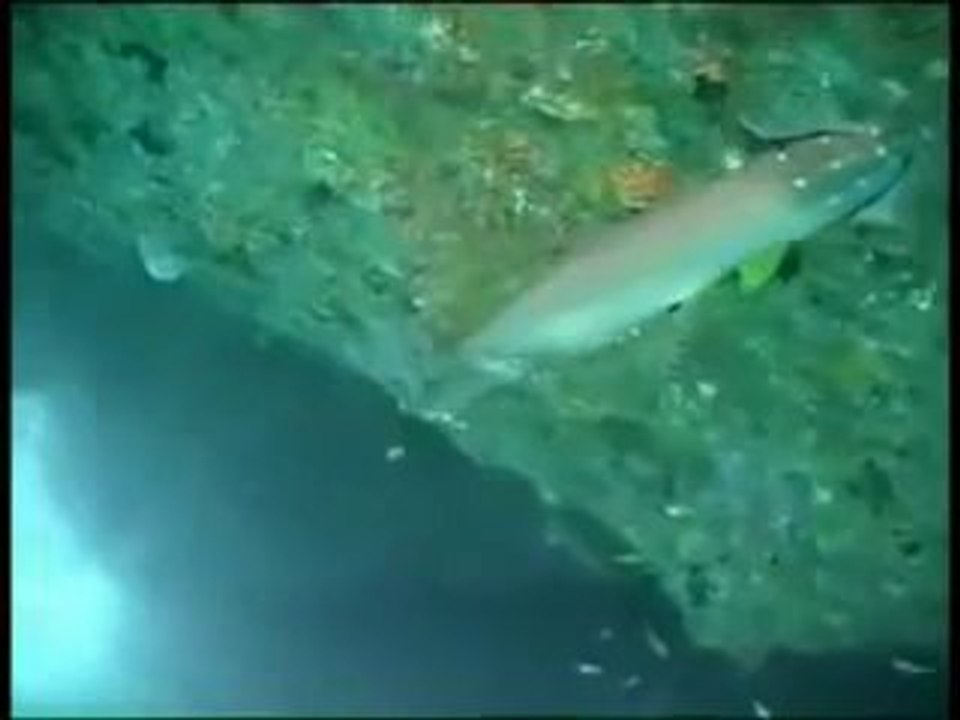 Kursy Nurkowania , Nauka Nurkowania , Centrum Nurkowe w Gdańsku Rekiny cz 3