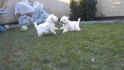 jeu extérieur d'hiver de 2 westies girls