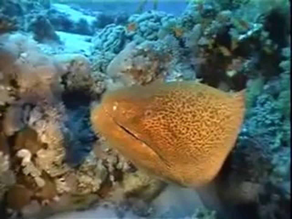 Kursy Nurkowania , Nauka Nurkowania w Gdańsku - Red Sea cz 1