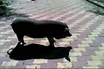 Ôi tôi buồn tôi đi lang thang...bởi vì đâu