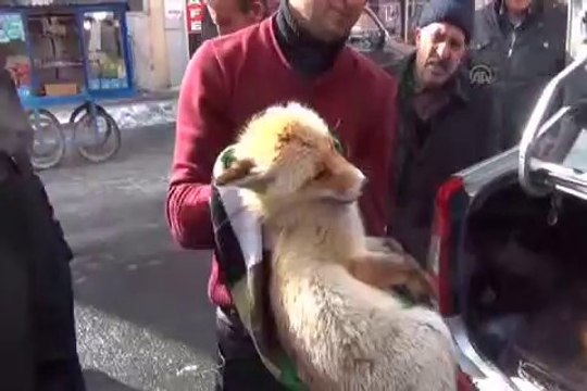 Yaralı tilki koruma altına alındı