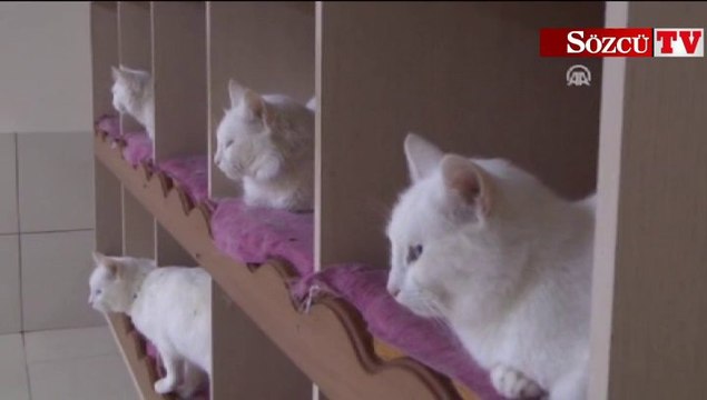 Van kedilerine Ankara'nın Bağları dinletiliyor