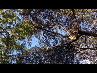Char and Courtney watching monkeys in Costa Rica