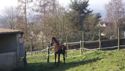 Duchesse d'Elincourt par Joeris par Ferro et Surprise de Treille par Easy Boy