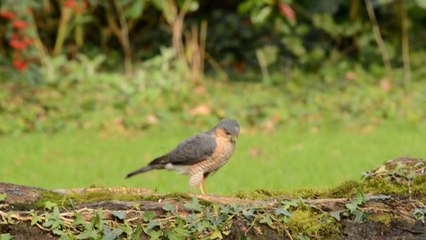 l'épervier d'Europe