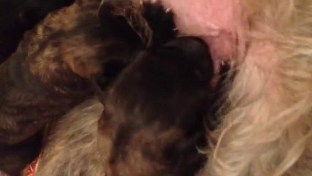 Chiots Irish Wolfhound lévriers Irlandais 8 jours portée d' Enniskillen 2014 élevage duchryataldossian