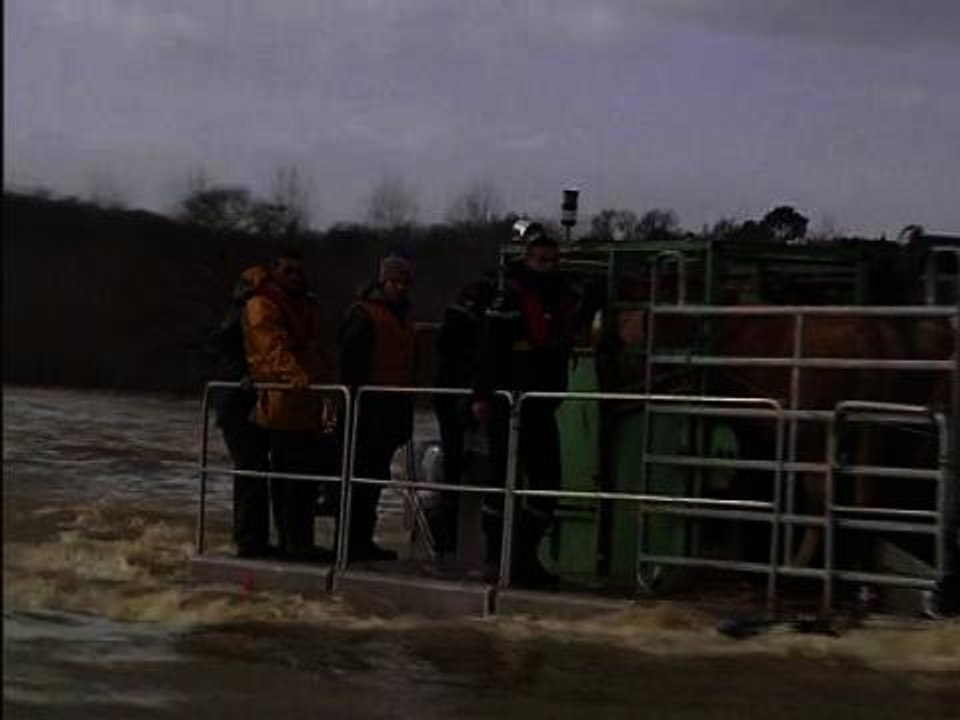 Inondations: près de Dax, des vaches évacuées de leurs champs par barge - 31/01
