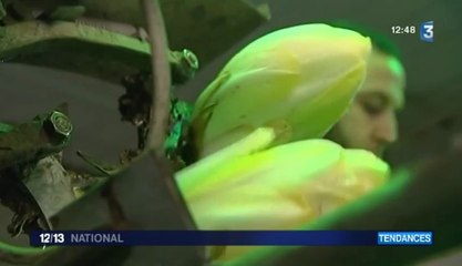 De la musique pour stimuler les légumes et les rendre plus vigoureux