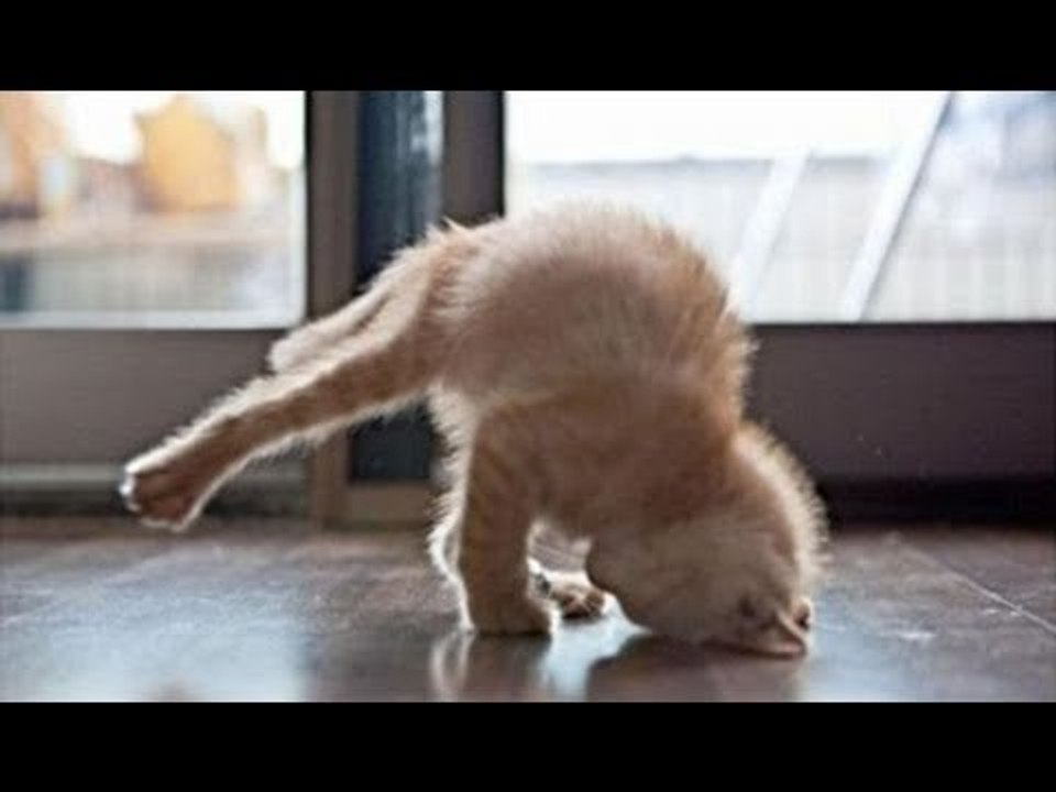 Funny Cats Compilation 2014