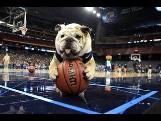 Funny Dogs Playing Sports Compilation 2014