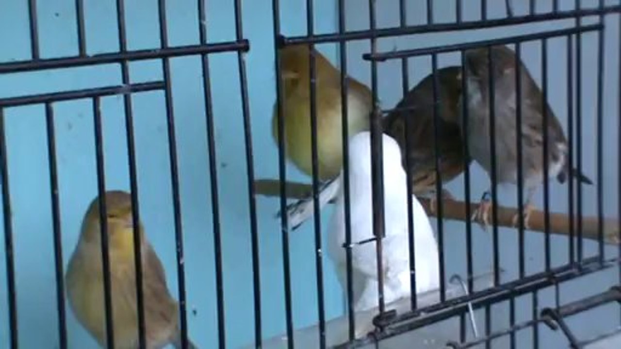 2014 Damızlık Dişiler...