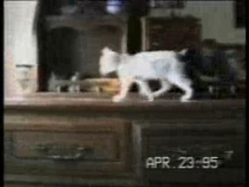 funny_cats_1