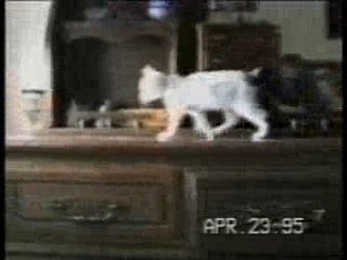 funny_cats_1