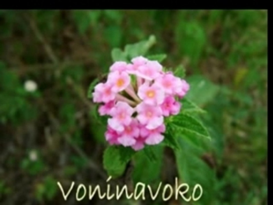 voninavoko