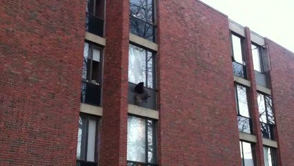 I didn't know turkeys could FLY?!