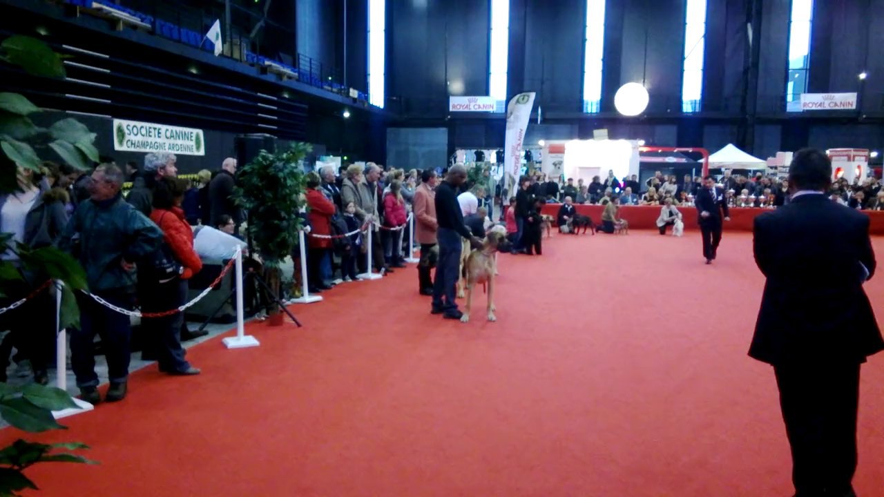 exposition canine troyes ring d honneur meilleur jeune du groupe 2