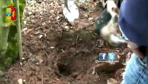 Roma - Una serra per la coltivazione della marijuana (26.01.14)