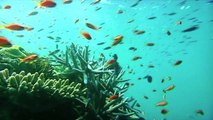 Ambientalistas preocupados por corales de Australia