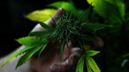 Marijuana sales soar in Colorado