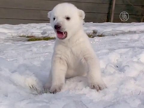 Видео: белый медвежонок впервые вышел на снег