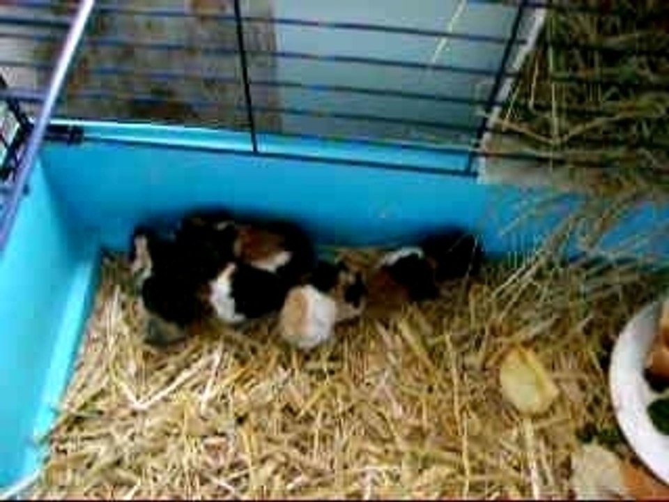 Les bebes au complet