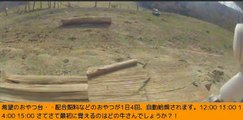 2014-02-01 13-25　牧場３号機　今日もナナちゃん