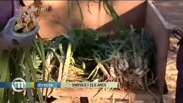 TV3 - Els Matins - Comença la collita del calçot