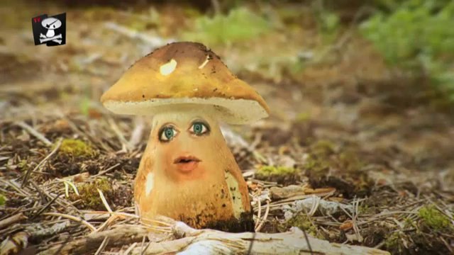 TV3 - Caçadors de bolets - Caçadors de bolets - capítol 97