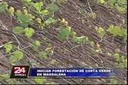 Magdalena: con reforestación buscan evitar caída de rocas en Costa Verde