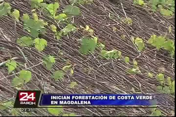 Magdalena: con reforestación buscan evitar caída de rocas en Costa Verde