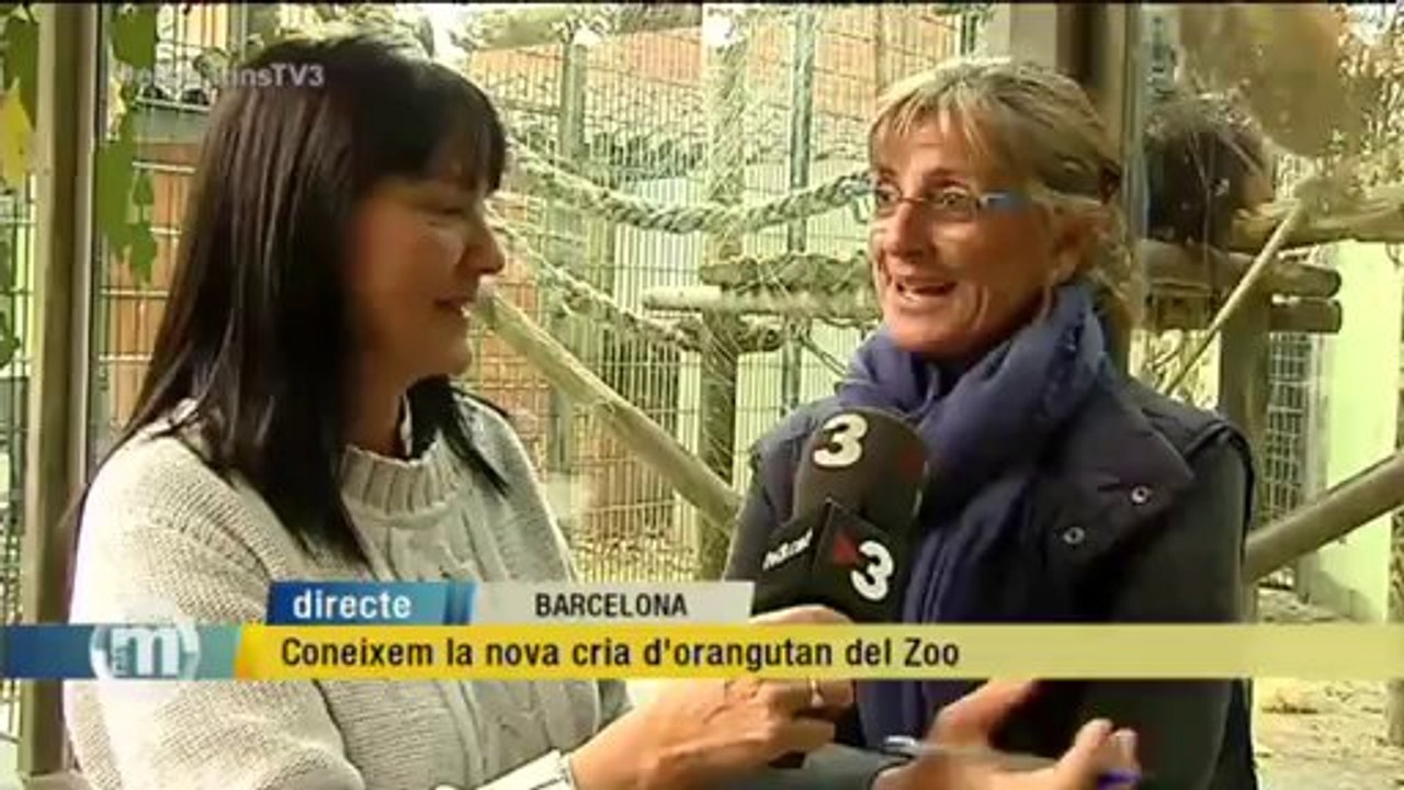 TV3 - Els Matins - Coneixem la nova cria d'orangutan en perill d'extinció del Zoo