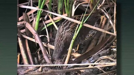 Aiguamolls: trenta anys de Parc Natural