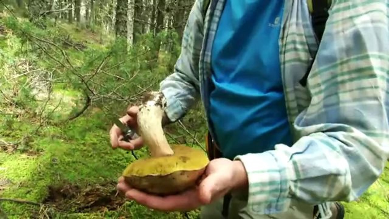 TV3 - Caçadors de bolets - Caçadors de bolets - capítol 93