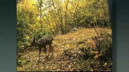 Calendari de la natura: octubre