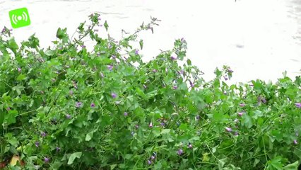 Rimini. Babbo Natale mette i catarifrangenti. Nebbia e vento, ma nessuna nevicata
