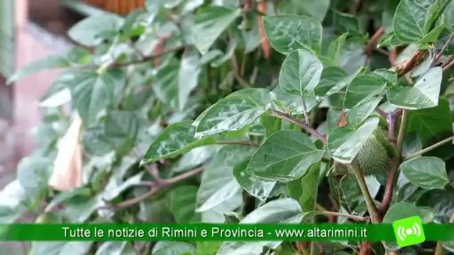 Meteo. Rimini. Come si sta comportando l'inverno? Facciamo un po' di storia