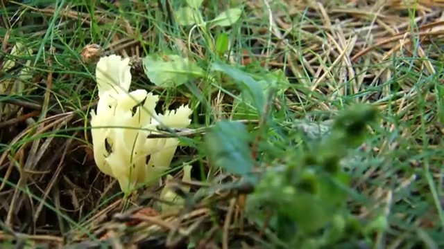 TV3 - Caçadors de bolets - Caçadors de bolets - capítol 88