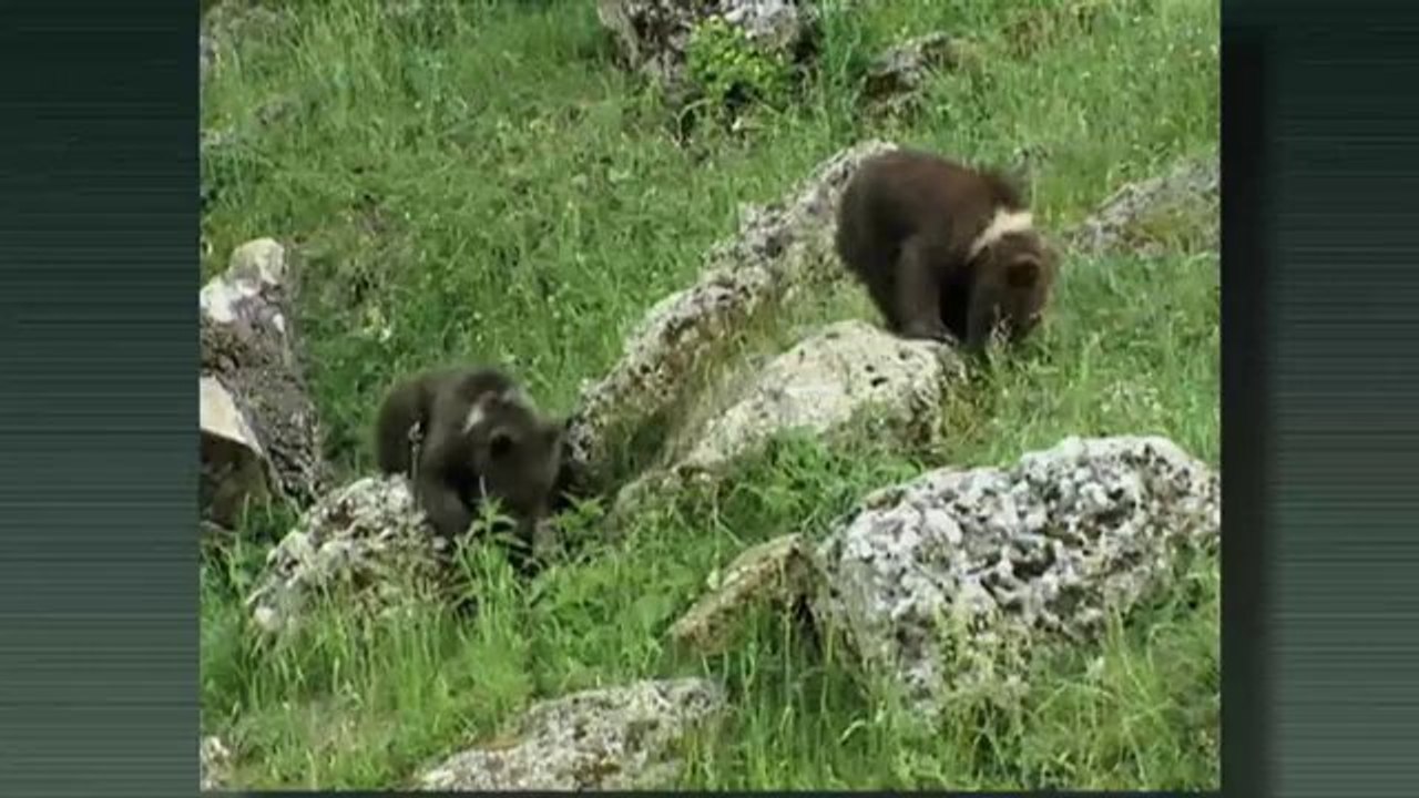 El medi ambient - Calendari de la natura: setembre