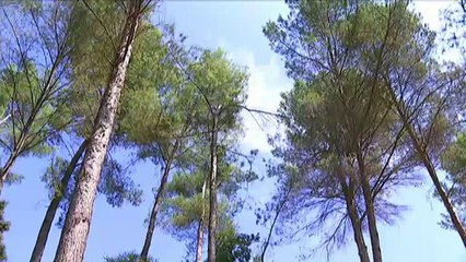 TV3 - Telenotícies - Els secrets ibèrics d'Avinyonet