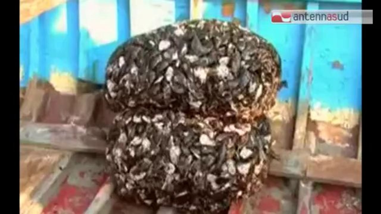 TG 29.01.14 Taranto, sequestrato un quintale di cozze alla diossina