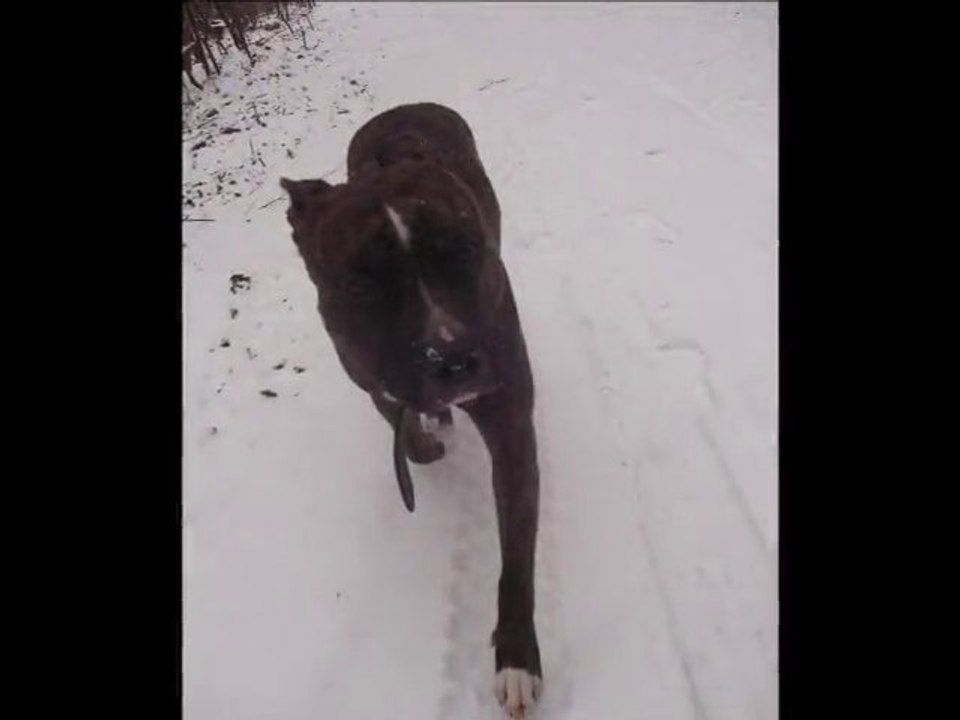 Kira - in the snow